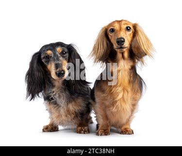 Simpatico duo di Dachshund o Teckel dai capelli lunghi e lisci. In piedi di fronte. Guardando verso la fotocamera. Isolato su sfondo bianco. Foto Stock