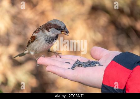 Sparrow mangia semi dalla mano di un uomo. Un uccello Sparrow seduto sulla mano e mangiare noci. Foto Stock