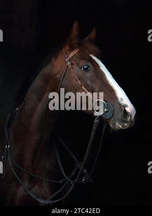 Ritratto di un bellissimo cavallo da corsa in buia stalla Foto Stock