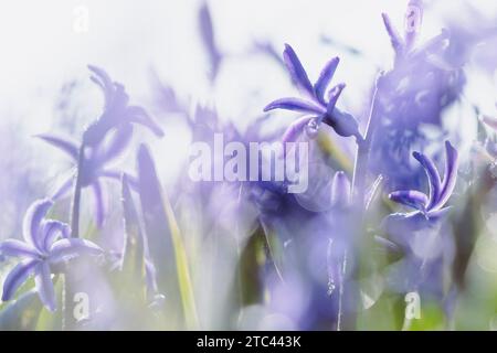 Questo campo di bulbi mostra fiori in splendidi colori in primavera e cresce nel paesaggio olandese su grandi terreni agricoli come coltura agricola per fiori Foto Stock