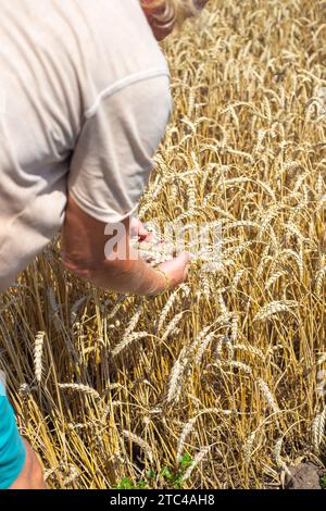 Un agronomo esamina le orecchie di grano maturo su un campo. Mietitura. Foto Stock