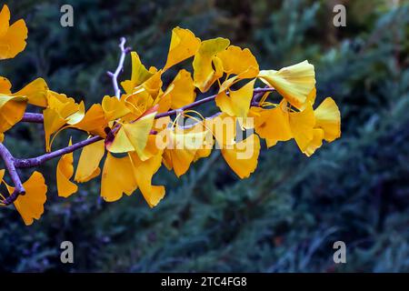 Albero di Ginkgo in autunno. Foglie gialle sui rami degli alberi contro il cielo. Cambio di stagione in natura Foto Stock