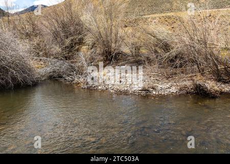 Beaver masticò i salici Foto Stock