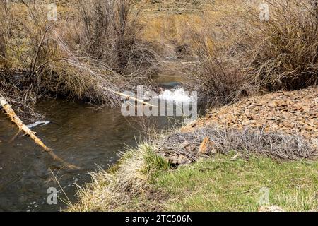 Beaver masticò i salici Foto Stock
