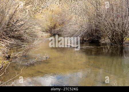 Beaver masticò i salici Foto Stock