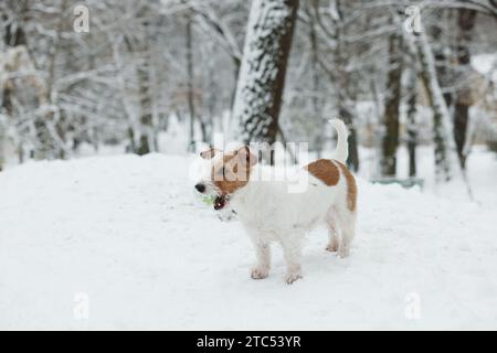 La bella palla giocattolo Jack Russell Terrier nel parco nelle giornate innevate Foto Stock