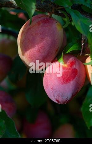 Grandi prugne Luisa abbondanti sull'albero in un frutteto biologico e pronte per la raccolta Foto Stock