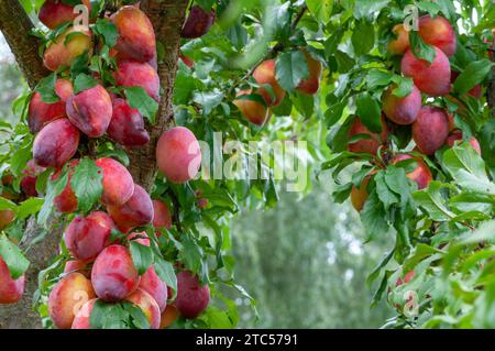 Grandi prugne Luisa abbondanti sull'albero in un frutteto biologico e pronte per la raccolta Foto Stock