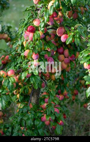 Grandi prugne Luisa abbondanti sull'albero in un frutteto biologico e pronte per la raccolta Foto Stock