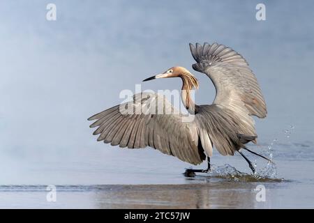 Egret rossiccio (Egretta rufescens) "danzante" mentre si prepara per i pesci in una lagoont della Florida Foto Stock