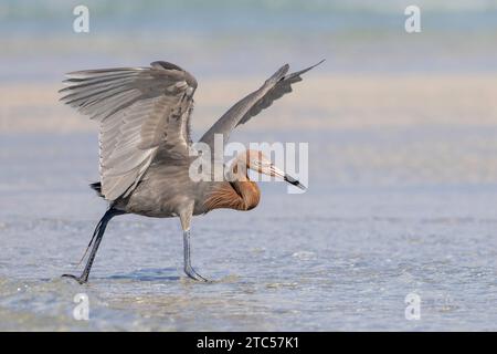 Egret rossiccio (Egretta rufescens) "danzante" mentre si prepara per i pesci in una lagoont della Florida Foto Stock