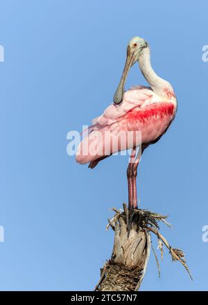 Roseate Spoonbill (Platalea ajaja) arroccato sul ceppo di una palma - Florida Foto Stock