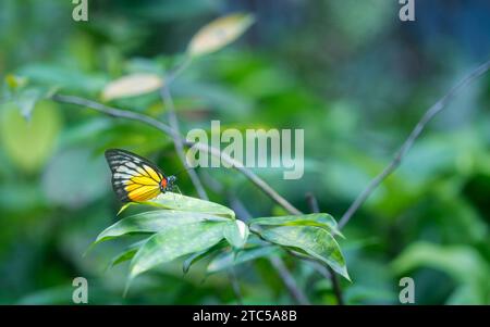 Giardino con piante verdi sfocate e farfalla Jezebel dipinta. Copia spazio. Foto Stock