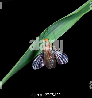 Una mosca della frutta con ali iridescenti spalmate e occhi rossi composti si trova su una foglia di pianta. Fotografia macro su sfondo nero Foto Stock