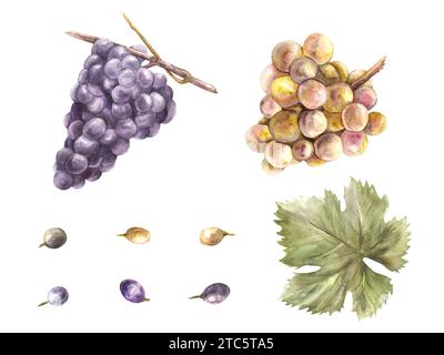 Insieme di uva, foglie d'uva e bacche d'uva. Illustrazione Grapevine dipinta a mano. Design del menu, carta, carta dei vini, adesivi Foto Stock