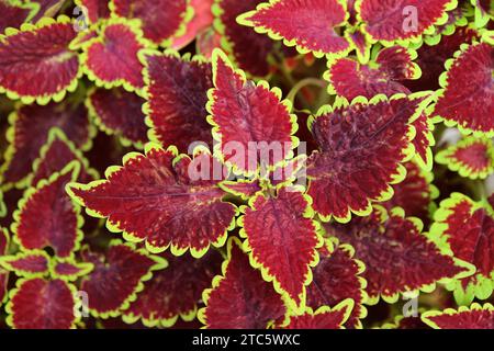 Primo piano del Deep Burgundy Red con bordi gialli e verdi foglie del fidato Rusty Coleus Foto Stock