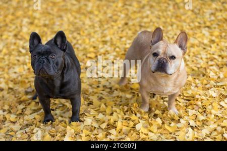 Blue and Tan Frenchie Buddies in piedi sotto un albero di Gingko Biloba in autunno. Foto Stock
