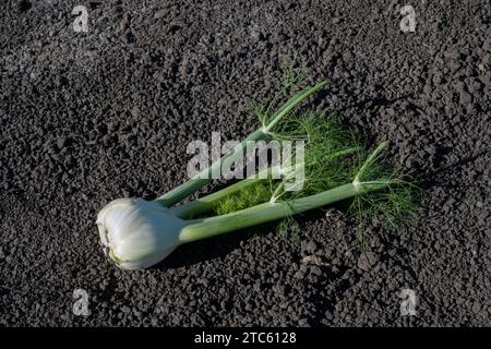 Finocchio in campo dopo il raccolto in ottobre, Salinas Valley, contea di Monterey, California Foto Stock