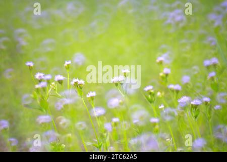 Profondità di campo piccola erbaccia di ferro viola su prato, erba di fiori viola con sfondo sfocato dalla natura Foto Stock