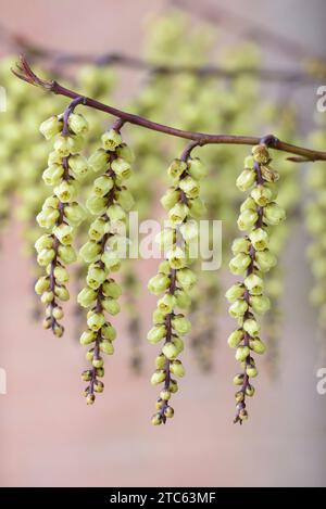 Stachyurus chinensis, stachyurus cinese, appiccicosi, gattini di giallo pallido, fiori a forma di coppa, inverno - primavera. Foto Stock