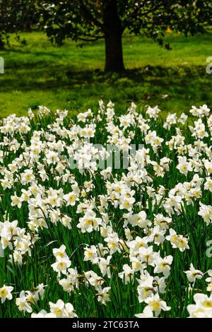 Narcissus Ice Follies, Daffodil Ice Follies, fiori bianchi cremosi ampi segmenti di perianto, tazza giallo-primoso che sbiadisce quasi a bianco, Foto Stock