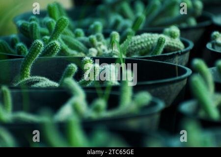 Nel vivaio sono disponibili in vendita enormi varietà di piante rare esotiche succulente e cactus. Sono in gran numero in buone condizioni. Foto Stock