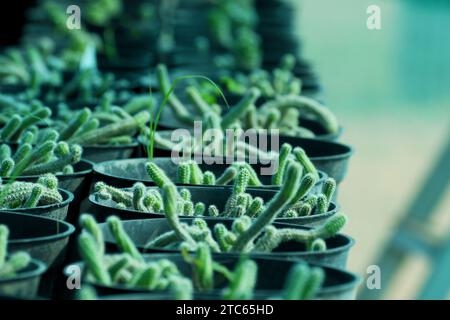 Nel vivaio sono disponibili in vendita enormi varietà di piante rare esotiche succulente e cactus. Sono in gran numero in buone condizioni. Foto Stock