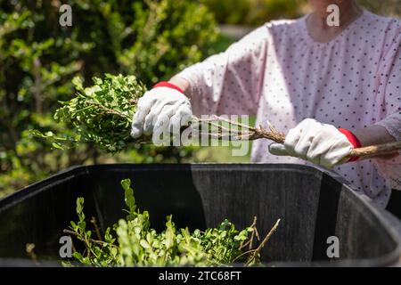 Anziana signora che getta rifiuti verdi nel cestino. Pulizia primaverile del giardino. Foto Stock