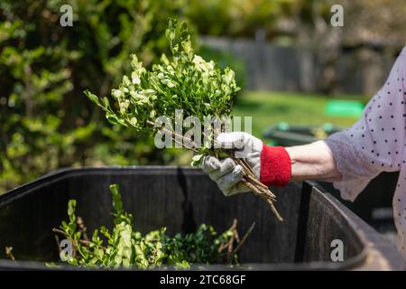 Anziana signora che getta rifiuti verdi nel cestino. Pulizia primaverile del giardino. Foto Stock