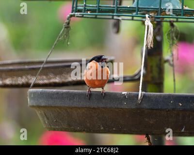 Bullfinch eurasiatico Pyrrhula pyrrrhula maschio che si nutre di cuori di girasole in un giardino, New Forest National Park, Hampshire, Inghilterra, Regno Unito, giugno 2021 Foto Stock