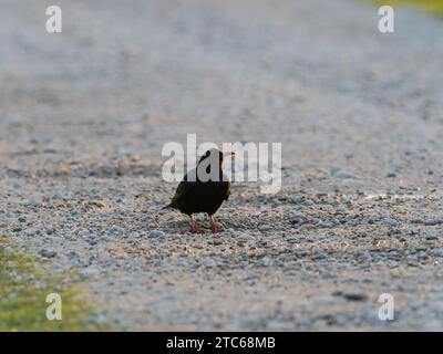 Grappolo rosso Pyrrrhcorax pyrrrhocorax sulla pista di ghiaia accanto a Loch Ardnave, Islay, Ebridi interne, Argyll, Scozia, Regno Unito, dicembre 2021 Foto Stock