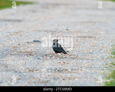 Grappolo rosso Pyrrrhcorax pyrrrhocorax sulla pista di ghiaia accanto a Loch Ardnave, Islay, Ebridi interne, Argyll, Scozia, Regno Unito, dicembre 2021 Foto Stock