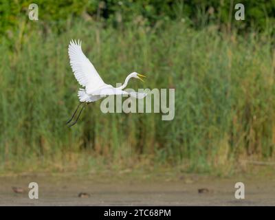 Un grande Egret che vola a bassa quota su uno stagno, giornata di sole in autunno nella bassa Austria Foto Stock