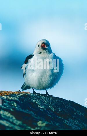 Snow Bunting Plectrophenax nivalis singing, Groenlandia, giugno 1984 Foto Stock