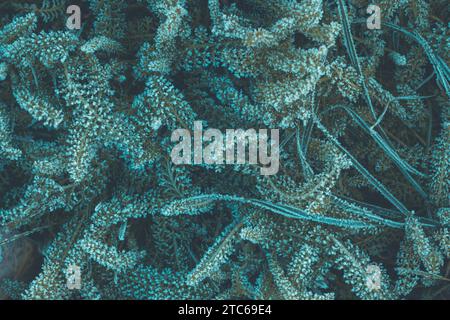 Piante di yarrow congelate al mattino d'inverno, con sfondo naturale verde e creativo e alla moda, vista dall'alto Foto Stock