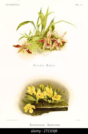 Paphinia rugosa (Papinia rugosa) e Promenaea gialla (Promenaea xanthina). Reichenbachia, di F. Sander. St Albans, Regno Unito, 1888 - 1894 Foto Stock