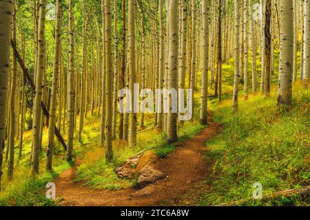 Un percorso naturalistico panoramico che si snoda attraverso una lussureggiante foresta verde. Aspen Nature Loop, Arizona Foto Stock