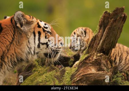 Conversazioni importanti immagini che si SCIOGLIONO IL CUORE nel Regno Unito di una tigre siberiana che si prende cura dei suoi cuccioli sono state catturate allo zoo di Banham nel Regno Unito. Questi due mesi Foto Stock