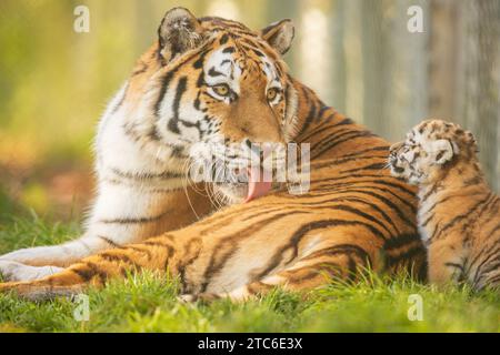 Le Baby Amur Tigers giocano in uno zoo del Regno Unito immagini che si SCIOGLIE IL CUORE DI una tigre siberiana che si prende cura dei suoi cuccioli sono state catturate allo zoo di Banham del Regno Unito. Questi due... Foto Stock