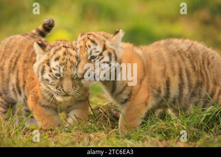 I fratelli amano le immagini che FONDONO IL CUORE del Regno Unito di una tigre siberiana che si prende cura dei suoi cuccioli sono state catturate allo zoo di Banham del Regno Unito. Questi cuccioli di due mesi fa Foto Stock