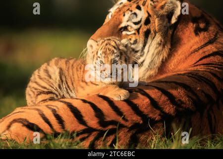 Tenero amore e cura nel Regno Unito le immagini CHE FONDONO IL CUORE DI una tigre siberiana che si prende cura dei suoi cuccioli sono state catturate allo zoo di Banham nel Regno Unito. Questi due mesi Foto Stock