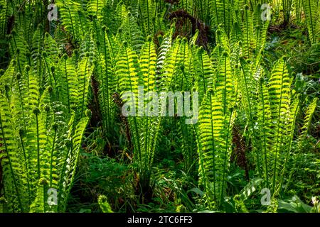 Primo piano della giovane felce reale (Osmunda regalis) Foto Stock