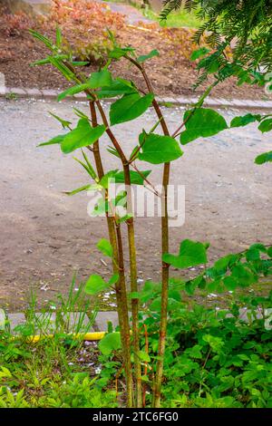 Primo piano di alghe asiatiche (Fallopia japonica) Foto Stock