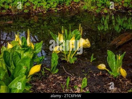 Primo piano del cavolo occidentale (Lysichiton americanus) Foto Stock