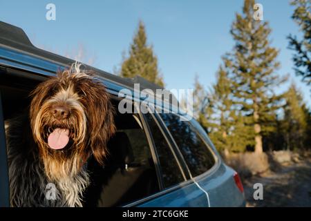 Griffon cane che si gode un giro in macchina, si dirige fuori dalla finestra Foto Stock