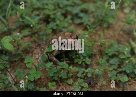 Vista frontale ad angolo elevato di un piccolo rospo asiatico (Duttaphrynus Melanostictus). Il rospo brunastro osserva con curiosità mentre si trova sulla sabbia Foto Stock