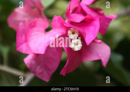 Vista dei due veri e propri fiori di Bougainvillea, piccoli e di colore bianco, sono fioriti l'uno vicino all'altro in un fiore di Bougainvillea di colore rosa Foto Stock