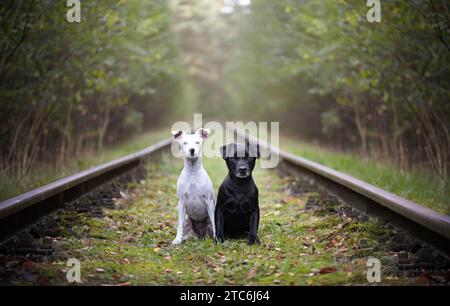 Ritratto di un patterdale terrier bianco e nero. Foto Stock