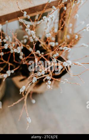 Rami di salice essiccati nella luce della finestra Foto Stock