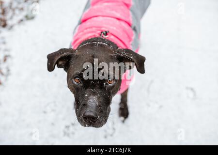 Ritratto ravvicinato di un cane nero che indossa un cappotto invernale nella neve Foto Stock
